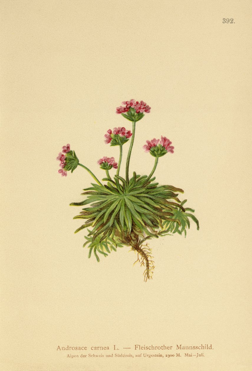 Pink Rock Jasmine by German School