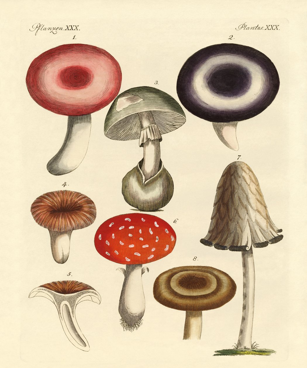 Poisonous German Mushrooms by German School
