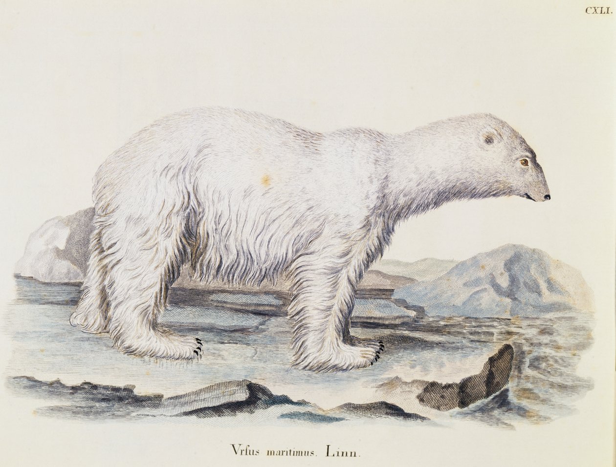 Polar bear (Ursus maritimus), from Mammals illustrated from Nature with descriptions, by Johann Christian Daniel von Schreber, engraving by IC Bock after drawing by Marechal, volume 3, table 141, Germany by German School
