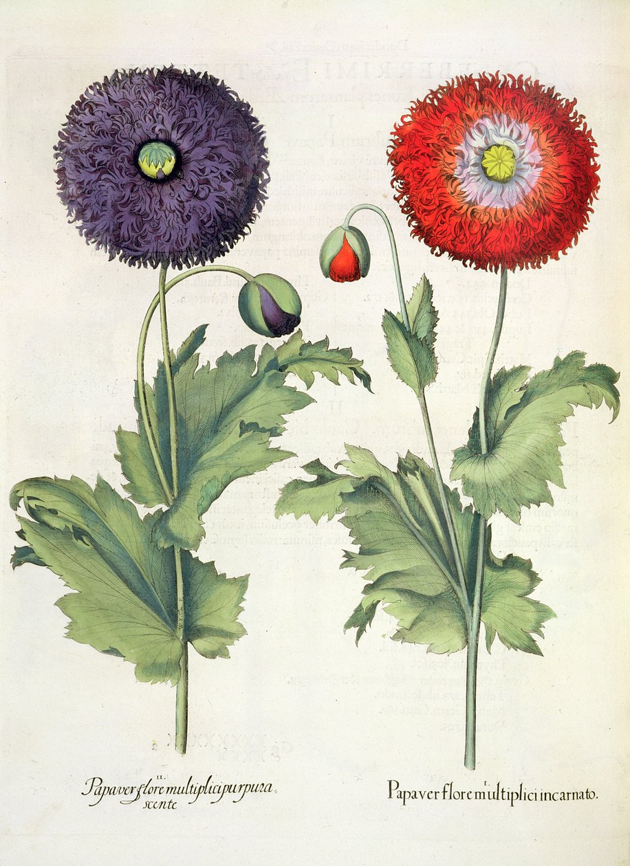 Poppies, from the Hortus Eystettensis by Basil Besler, pub. 1613 by German School