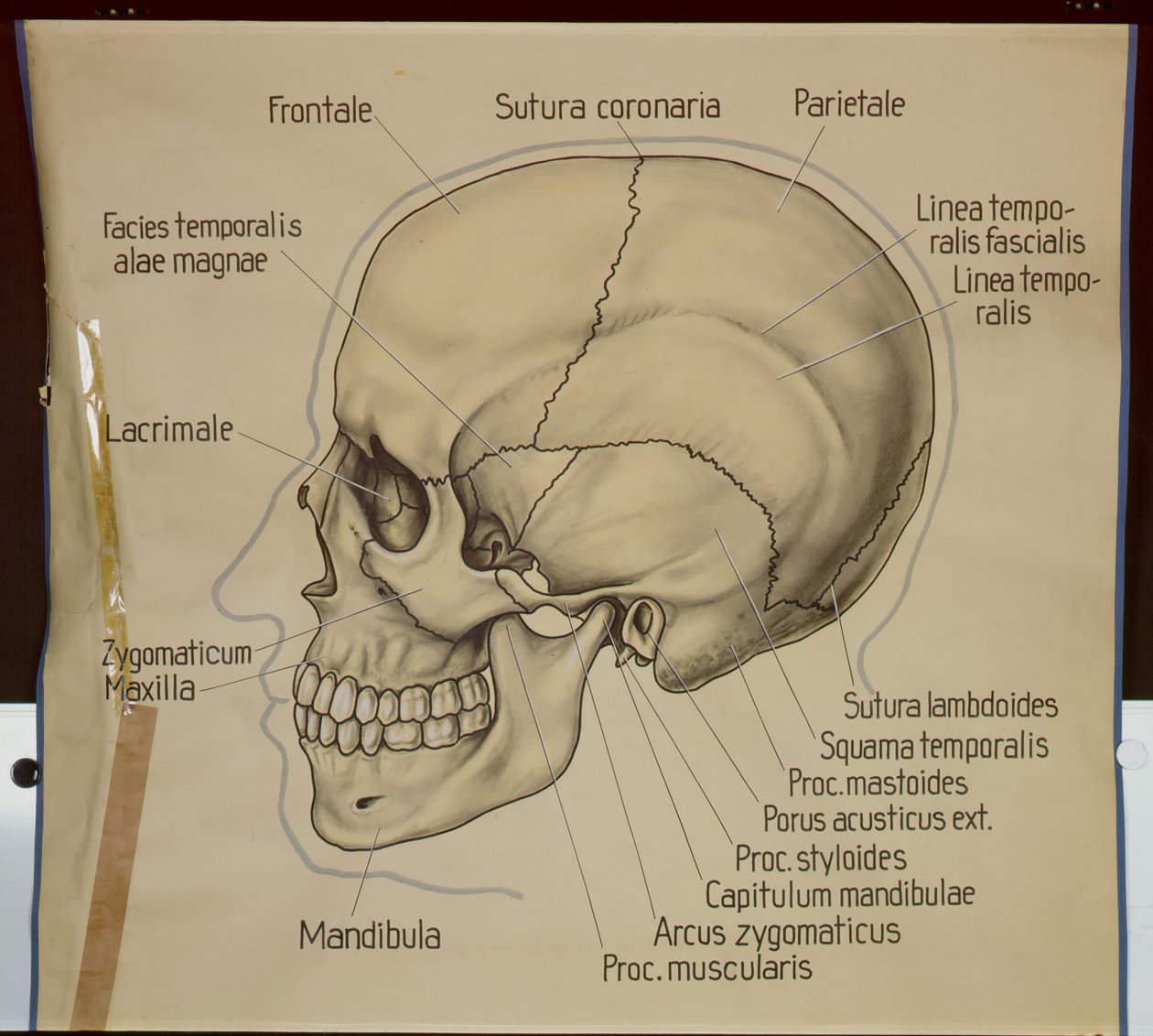 Poster of the side view of a human skull by German School