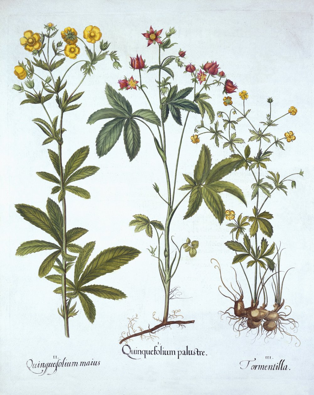 Potentillas, from Hortus Eystettensis by German School