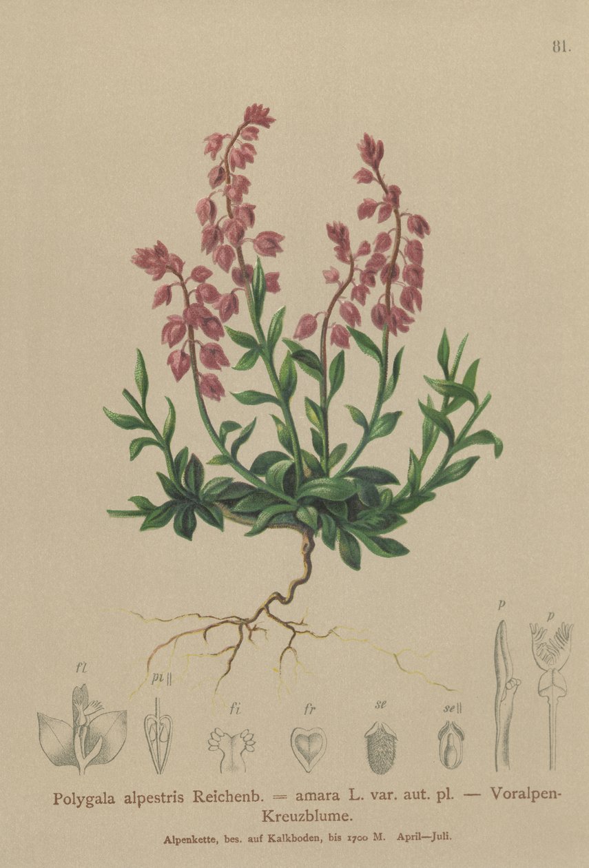 Prealpine Milkwort by German School