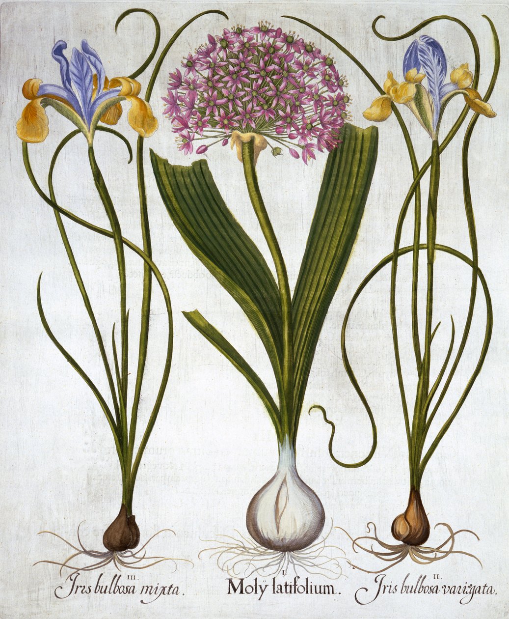 Purple Sensation, and Spanish Irises, from Hortus Eystettensis by German School