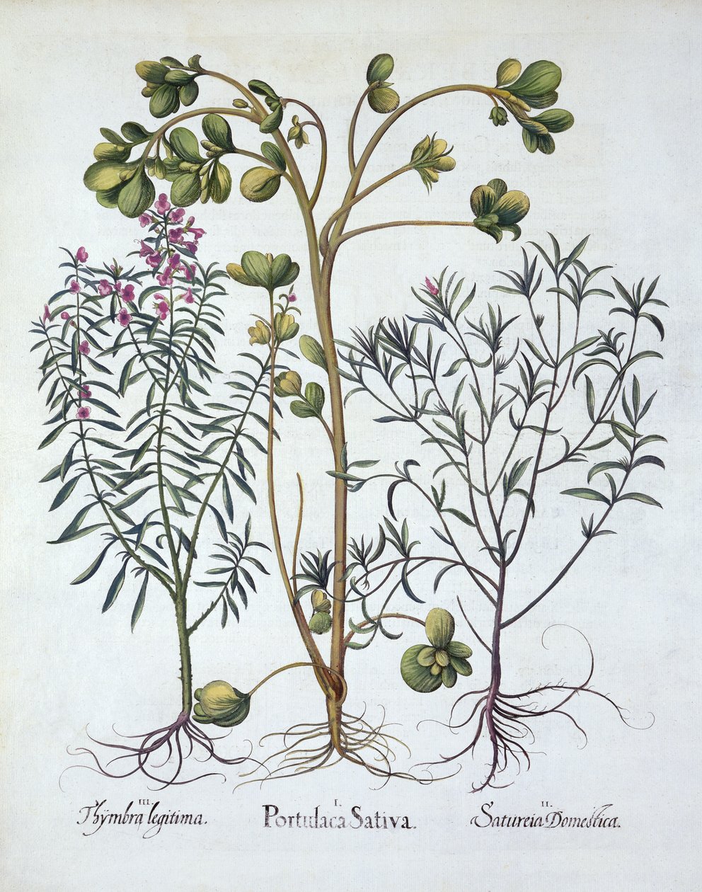 Purslane, Summer Savory and Winter Savory, from Hortus Eystettensis by German School