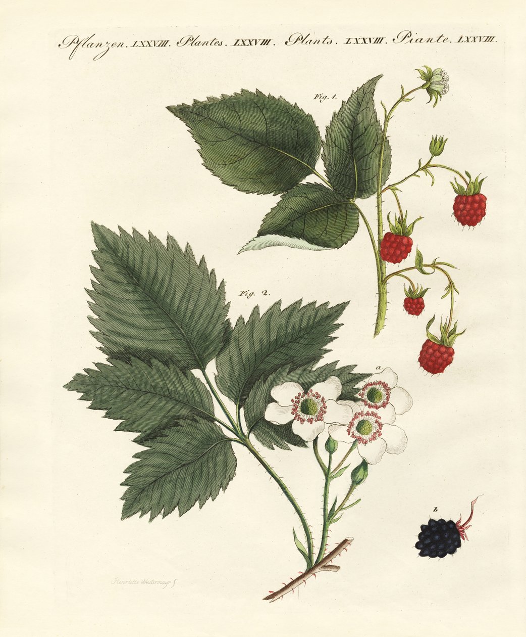 Raspberries and Blackberries by German School