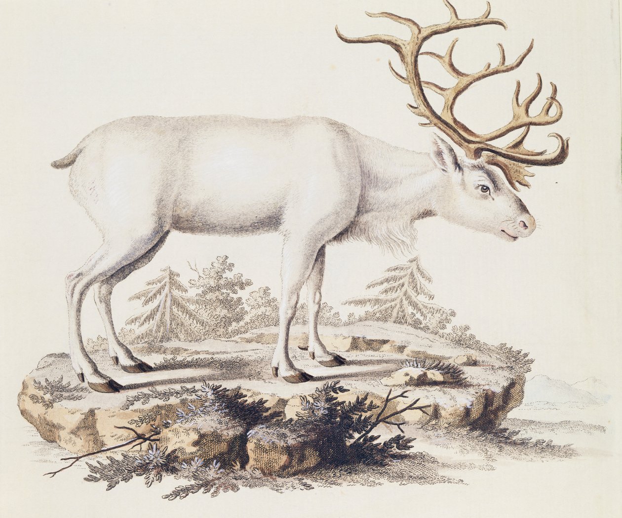 Reindeer (Cervus tarandus), from Mammals illustrated from Nature with descriptions, by Johann Christian Daniel von Schreber, engraving by I Nufsbiegel, volume 5, table 248-C, Germany by German School