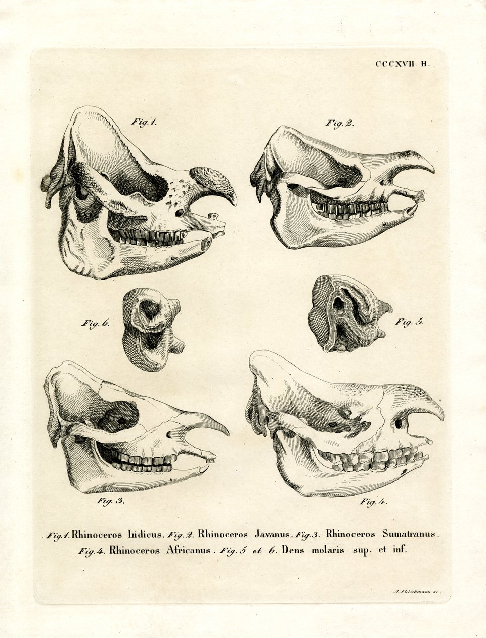 Rhino Skulls by German School