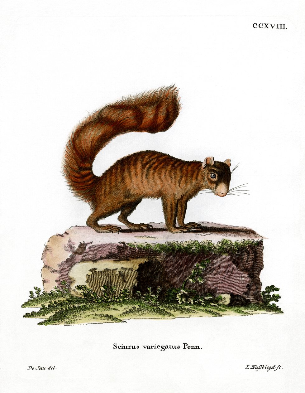 Rock Squirrel by German School