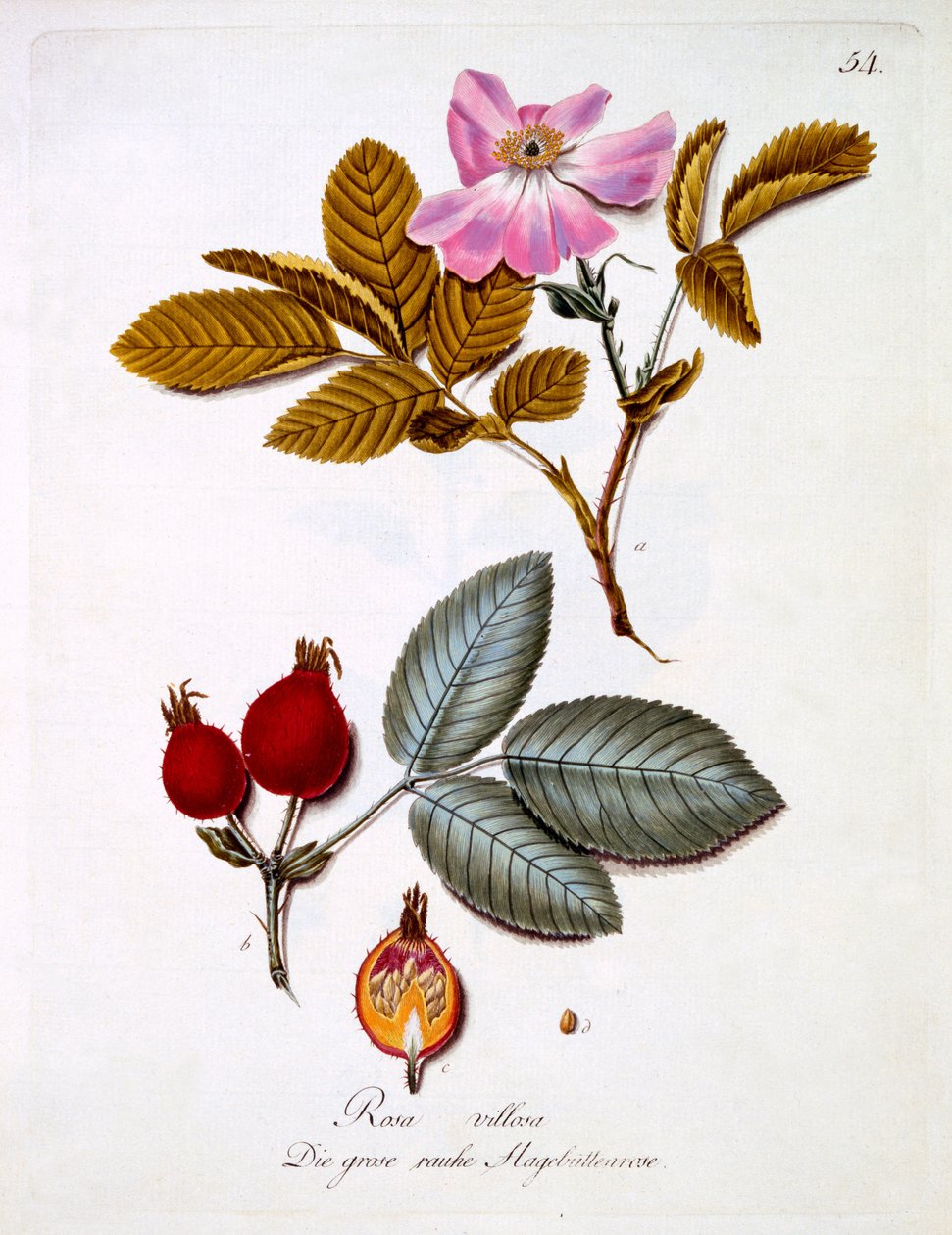 Rosa villosa, illustration from a book of German wild flowers by Johann Daniel von Reitter, published c.1803-5 by German School