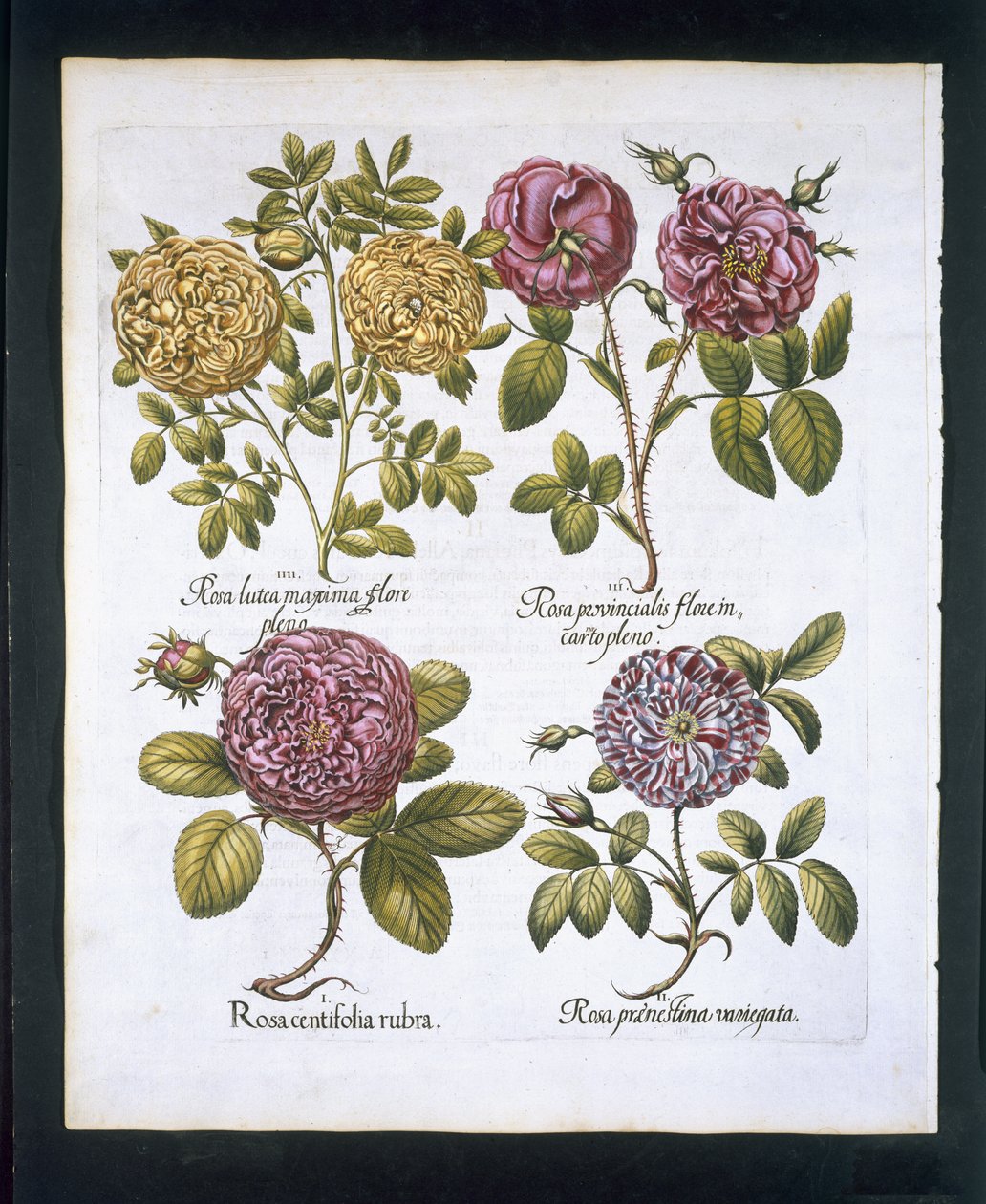 Roses, plate 95 from Hortus Eystettensis by Basil Besler, pub. 1613 by German School