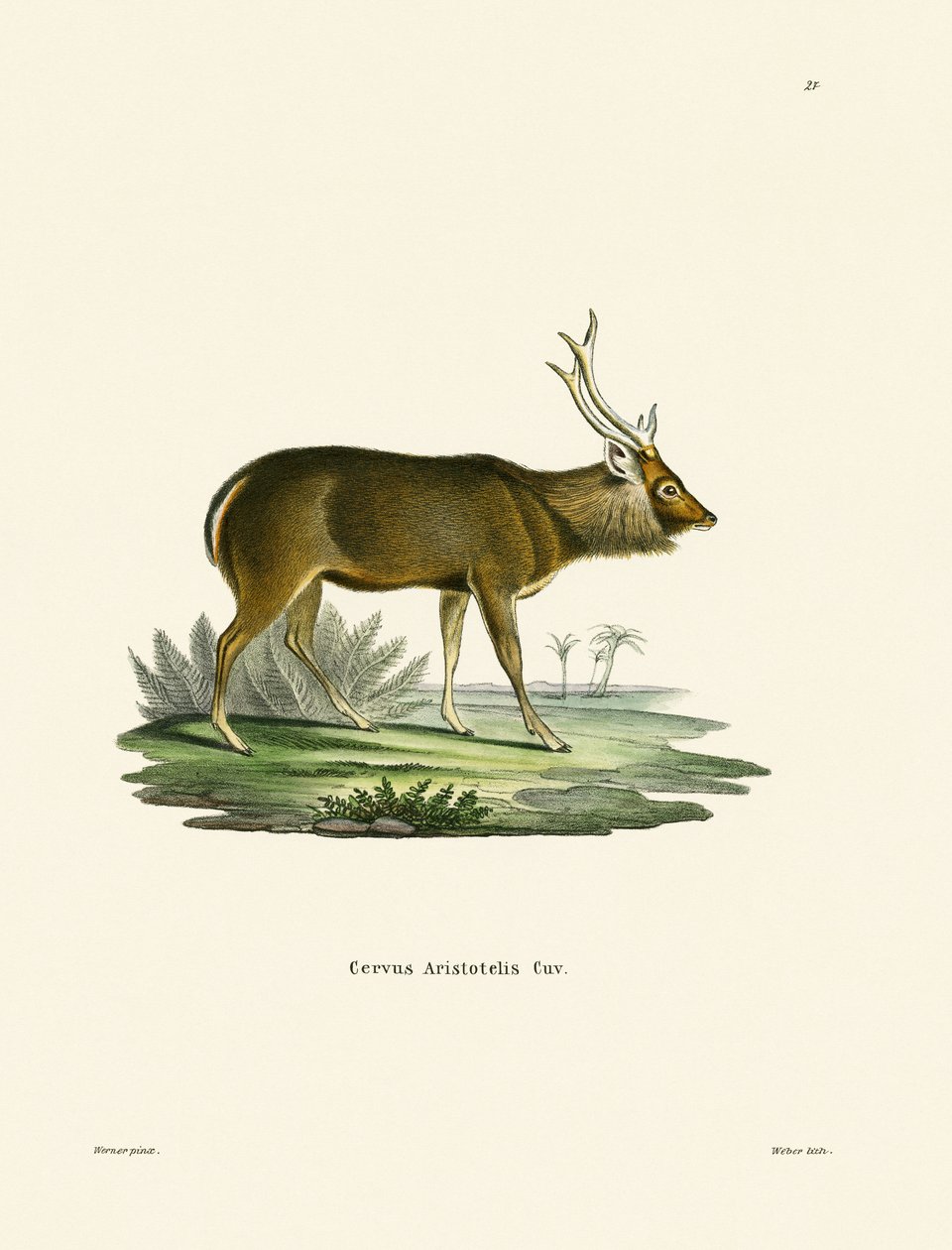 Sambar by German School