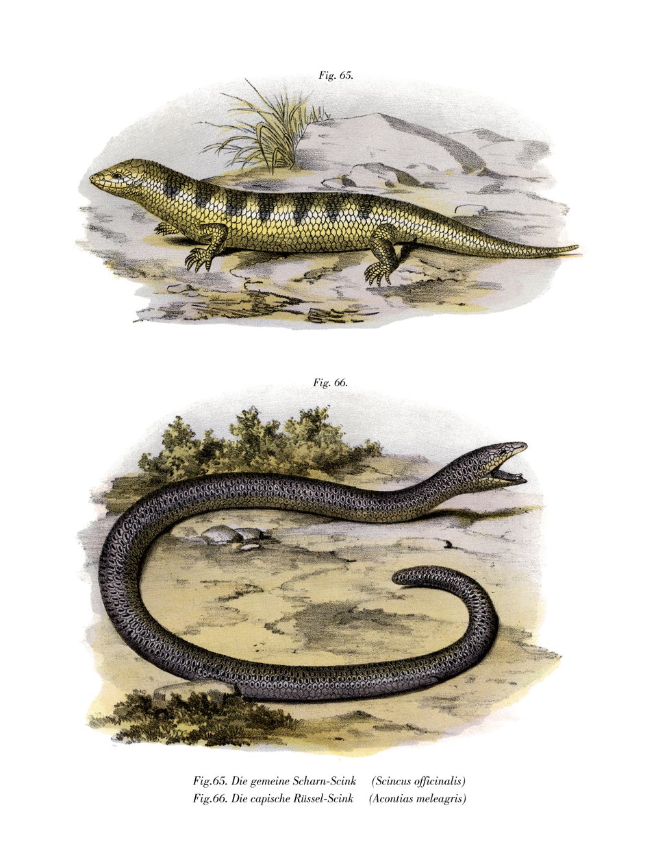 Sandfish Skink by German School