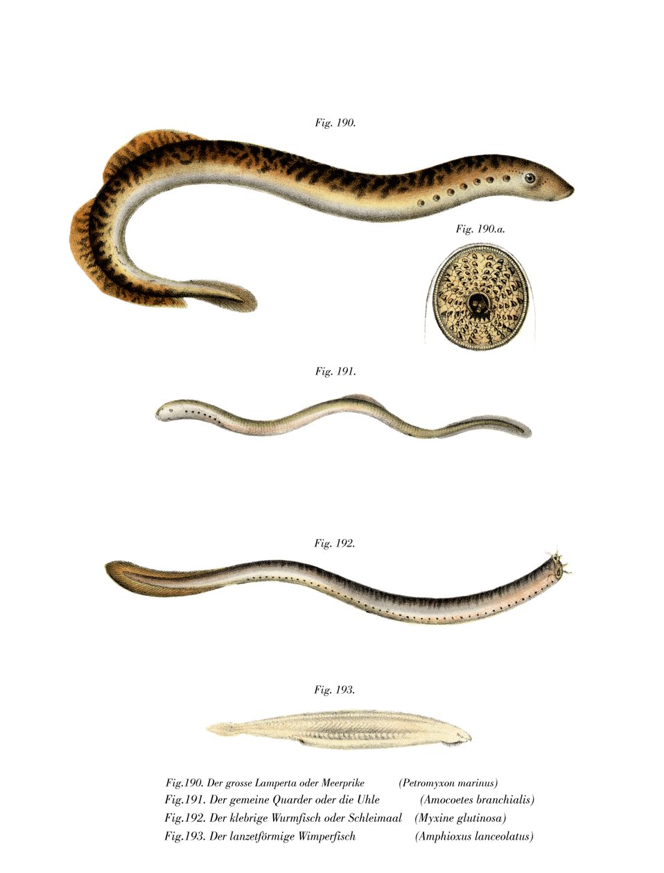 Sea Lamprey by German School