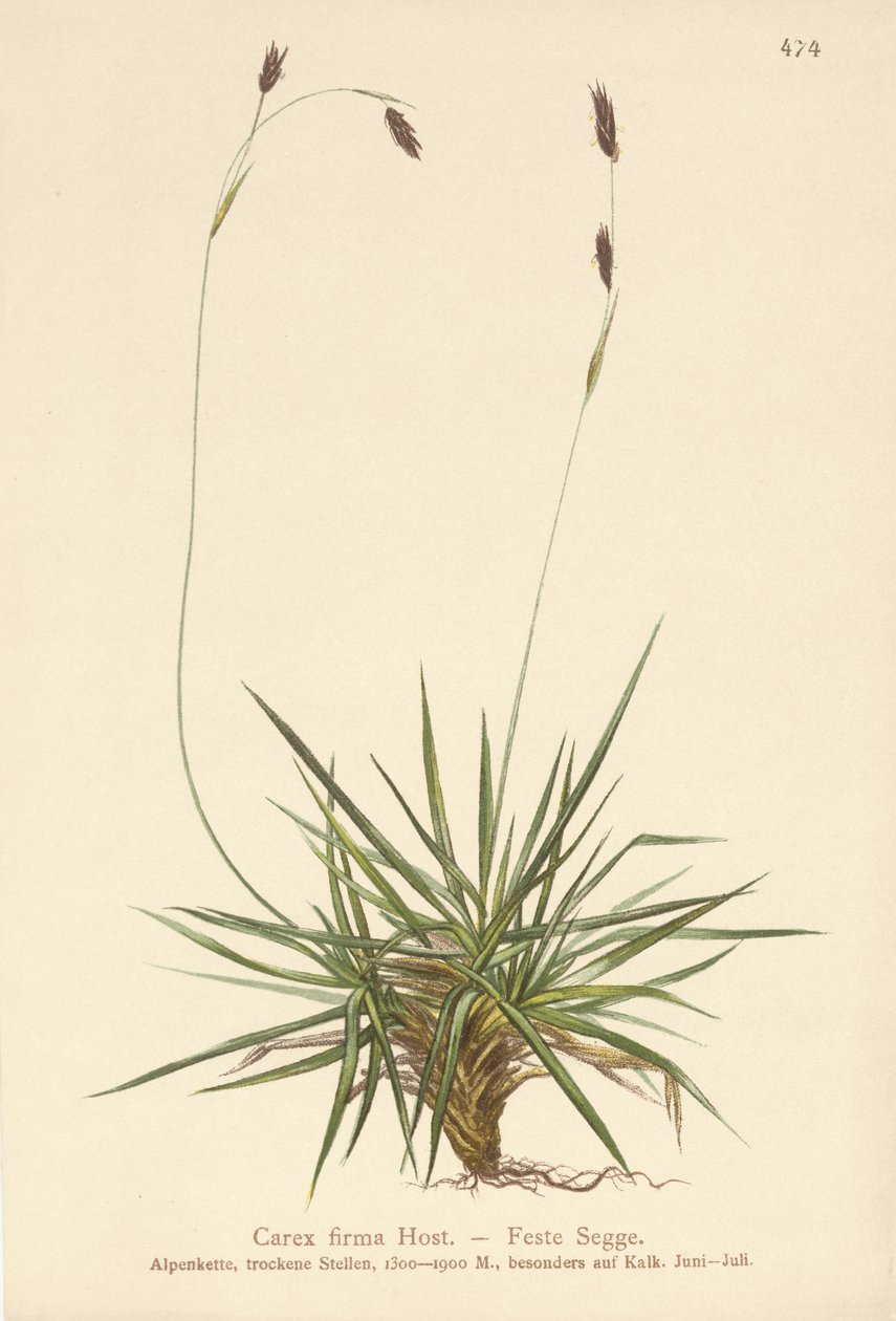 Sedge by German School