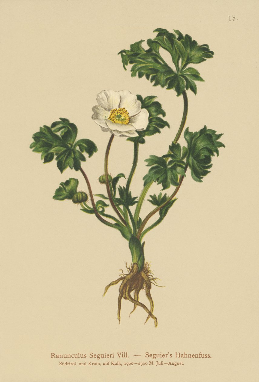 Seguiers Crowfoot (Ranunculus seguieri) by German School