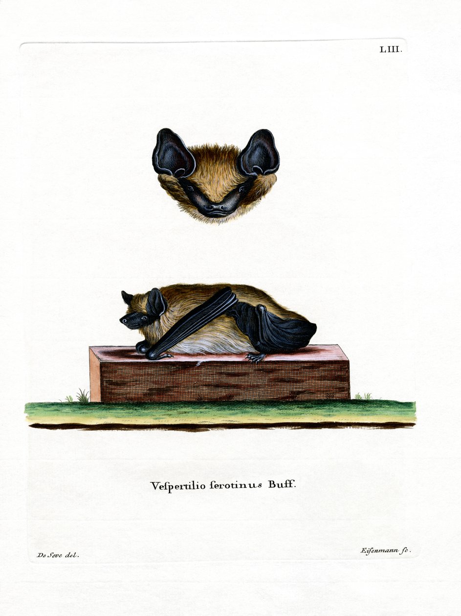 Serotine Bat by German School