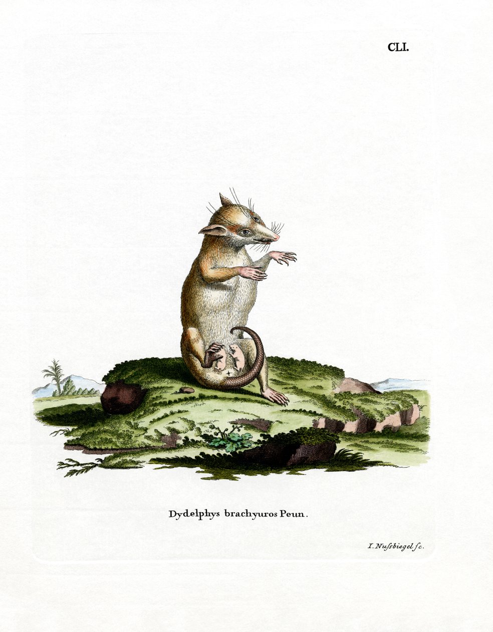 Short-tailed Opossum by German School
