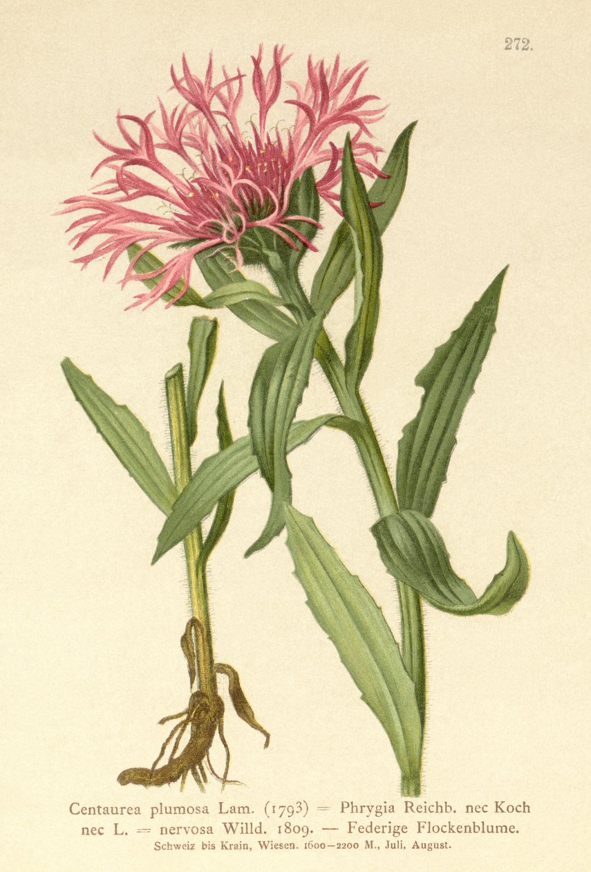 Singleflower Knapweed by German School