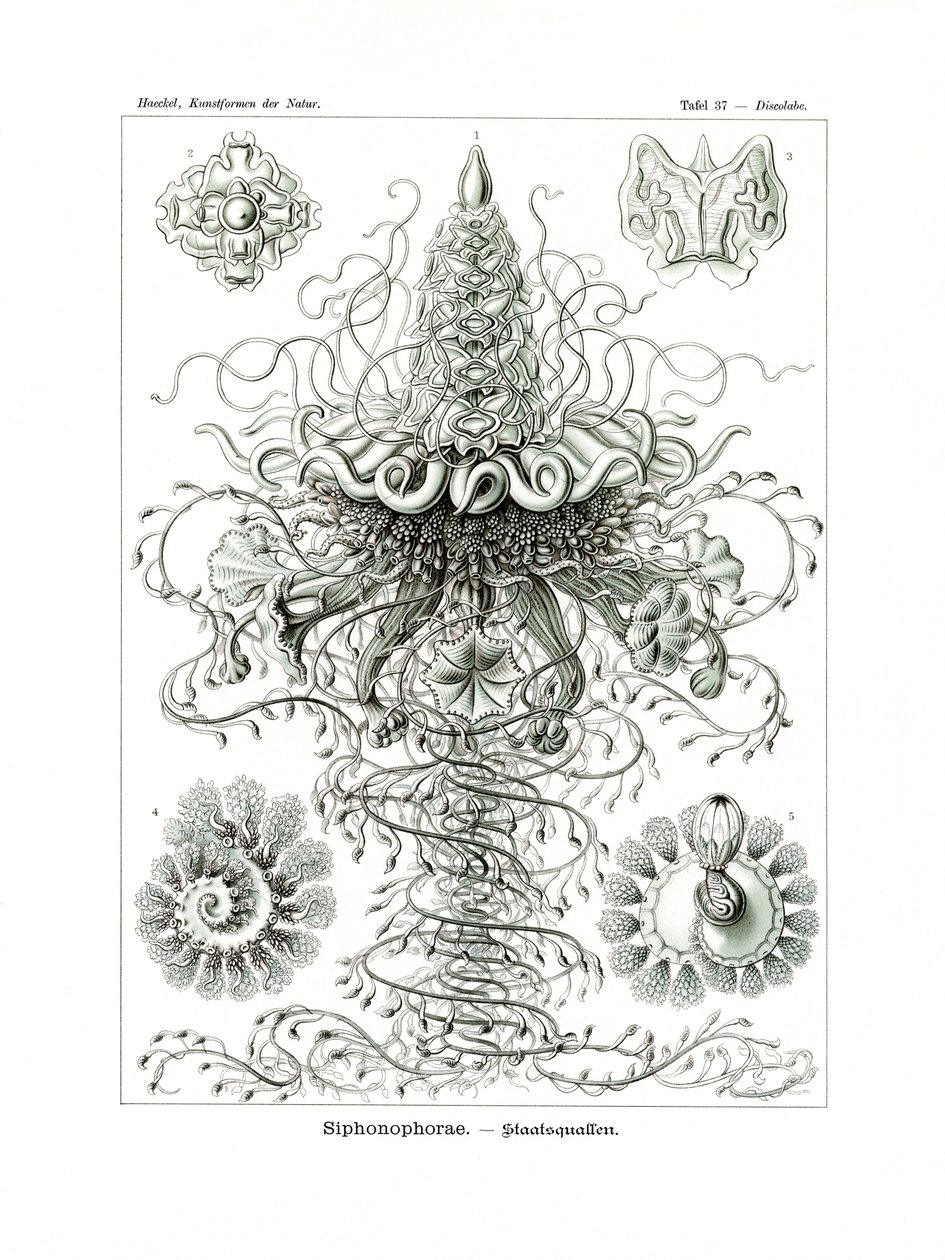 Siphonophorae by German School