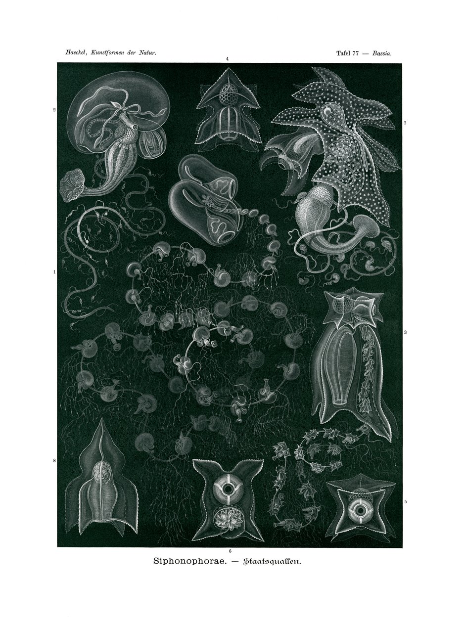 Siphonophorae by German School