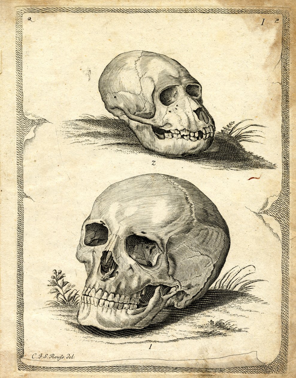 Skulls by German School