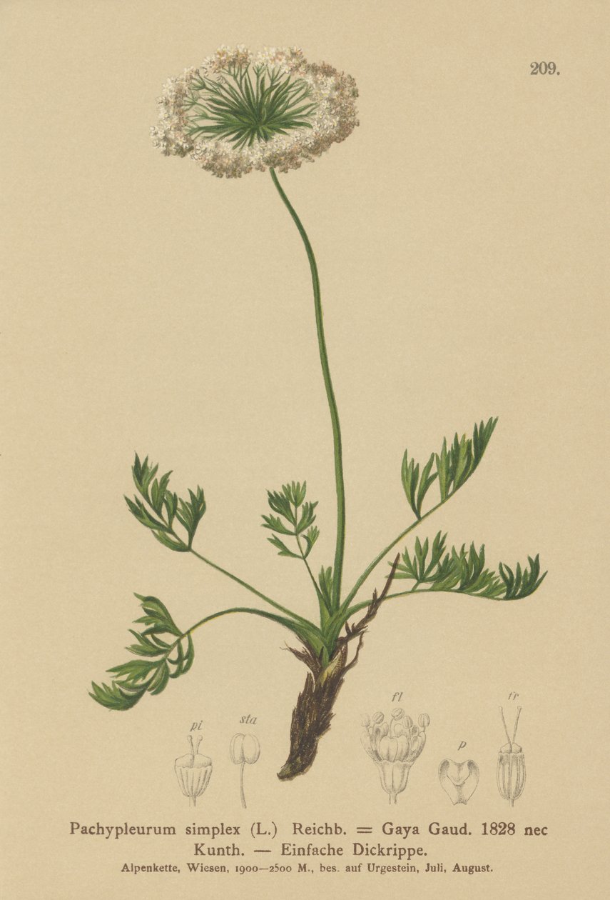 Small Alpine Lovage by German School