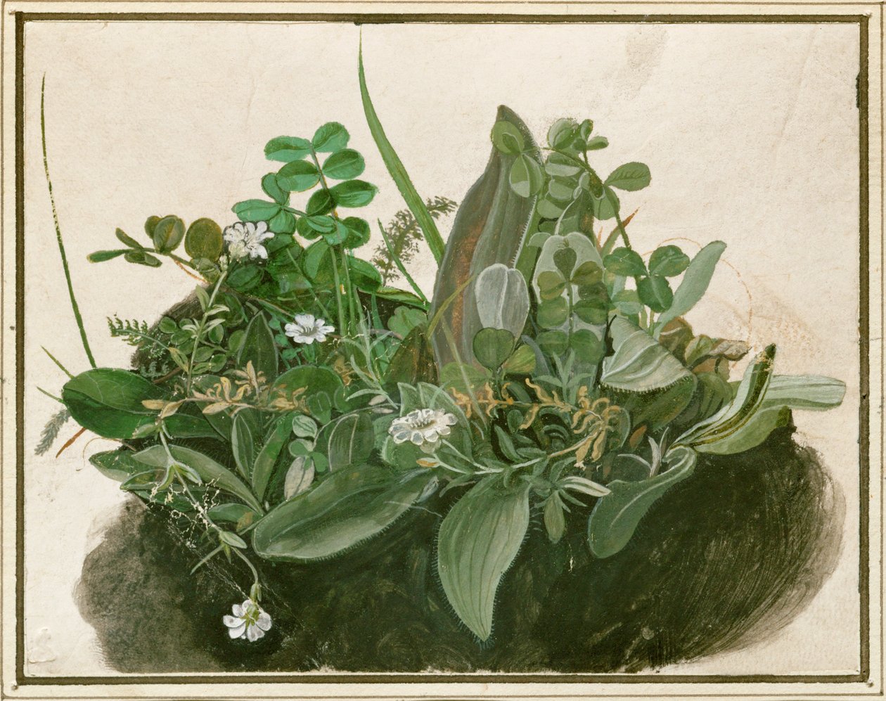 Small Clump of Turf by German School