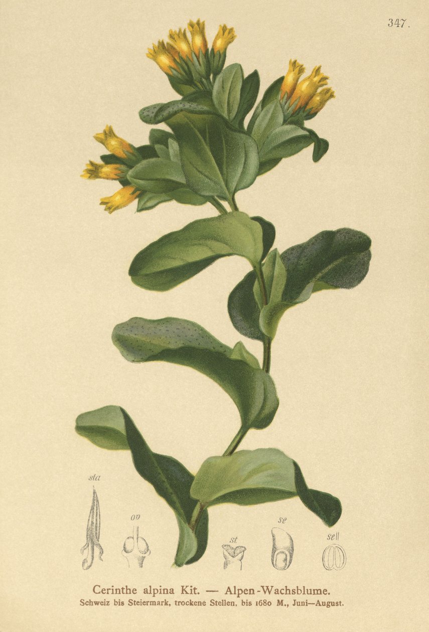 Smooth Honeywort by German School