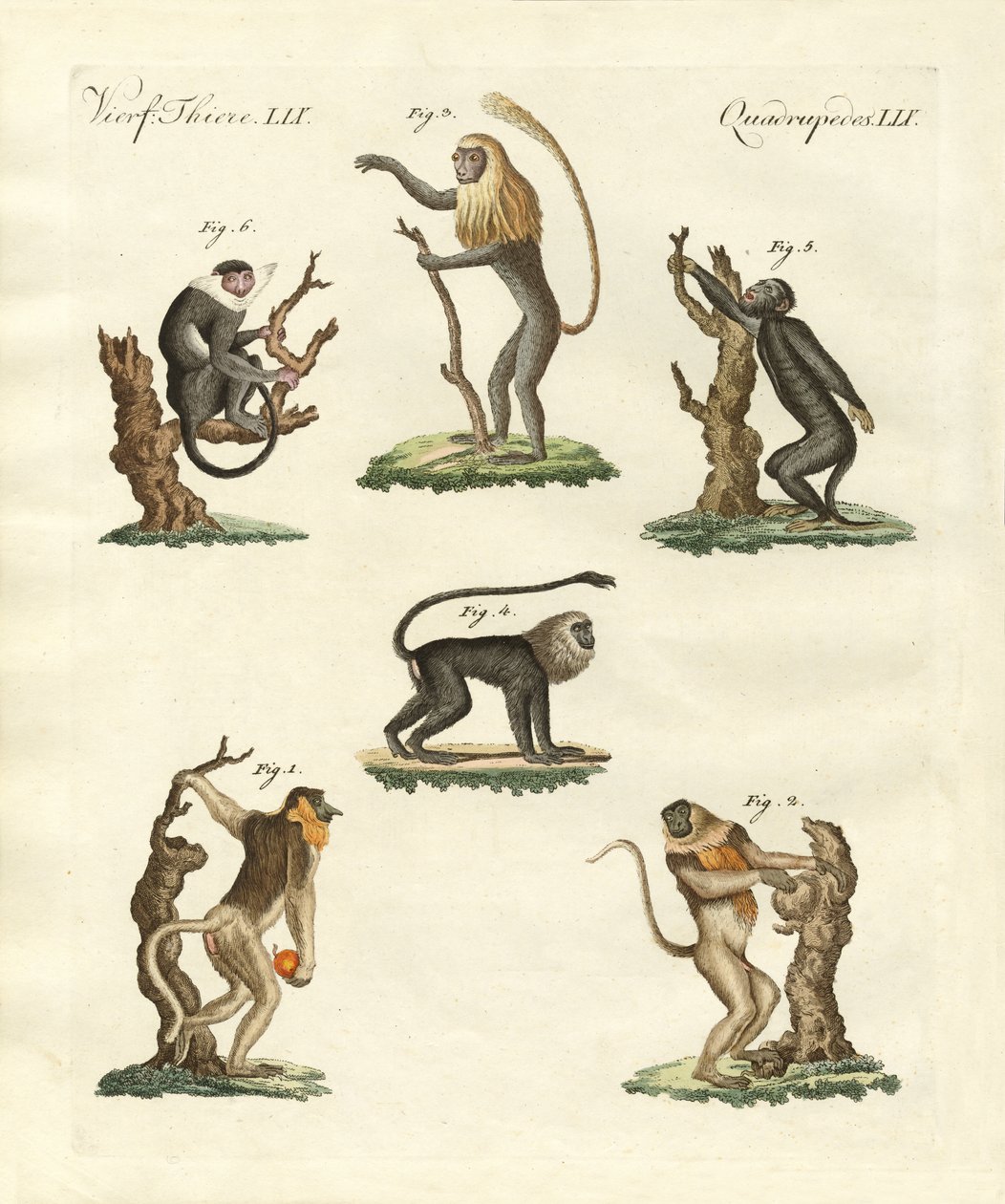 Some Kinds of Monkeys by German School