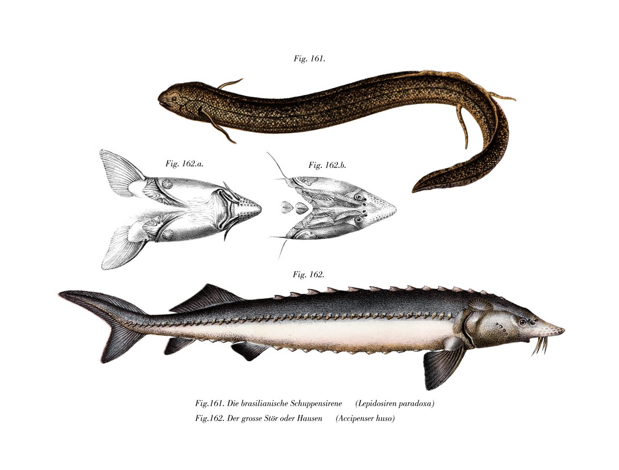 South American Lungfish by German School