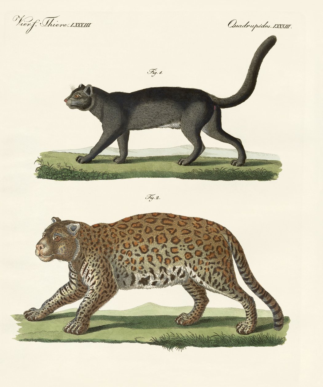 South American Animals by German School