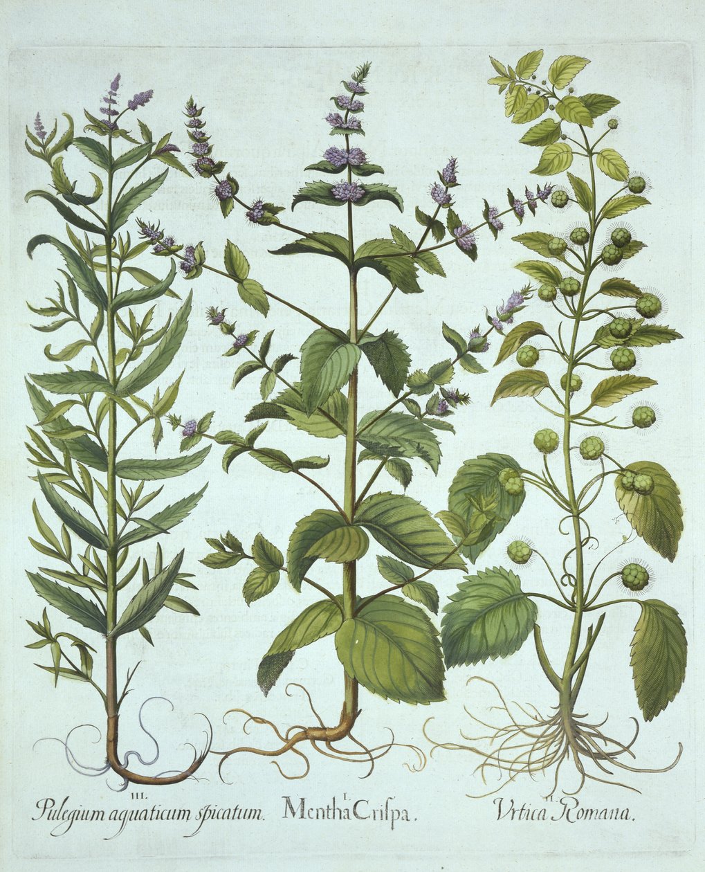 Spearmint, Roman Nettle and Long-Leaved Horsemint, from Hortus Eystettensis by German School