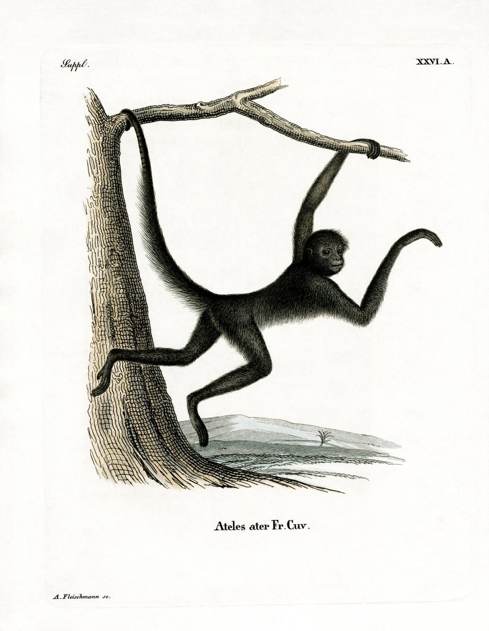 Spider Monkey by German School
