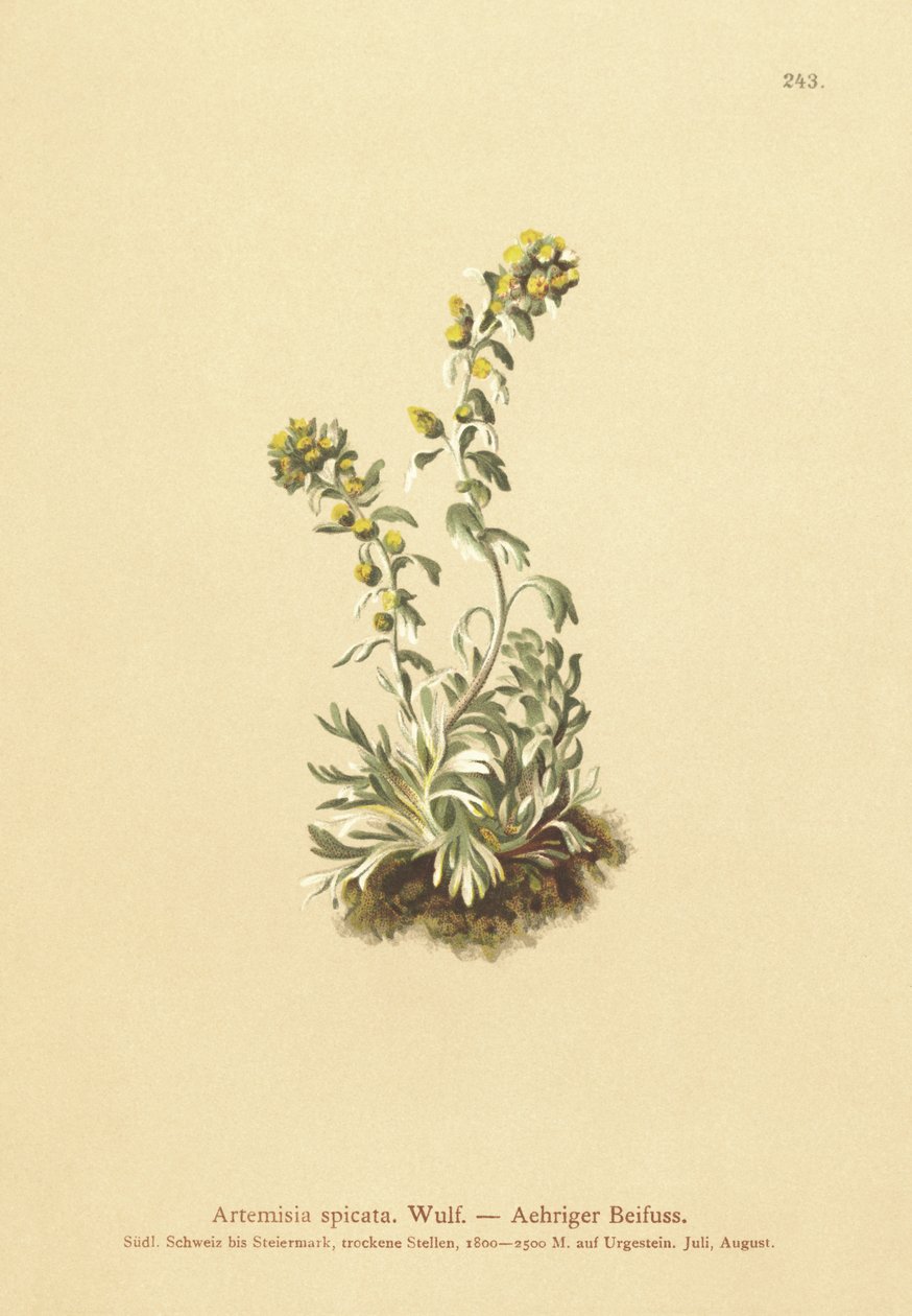Spiked Wormwood by German School