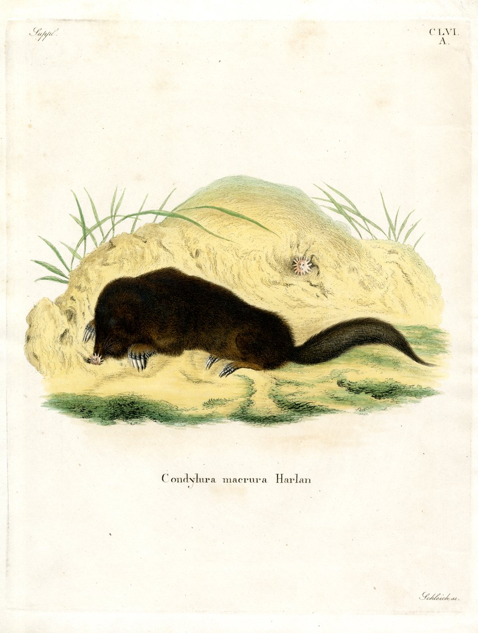 Star-nosed Mole by German School