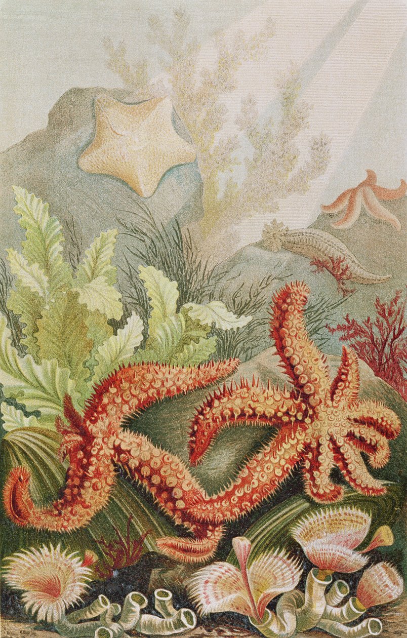 Starfish, plate from Brehms Tierleben by German School