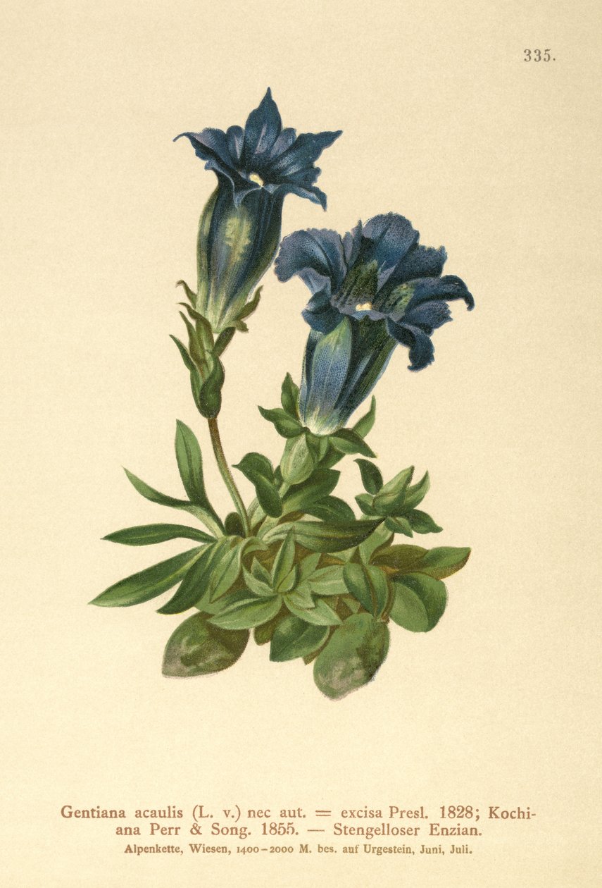 Stemless Gentian (Gentiana acaulis, Gentiana excisa)  by German School