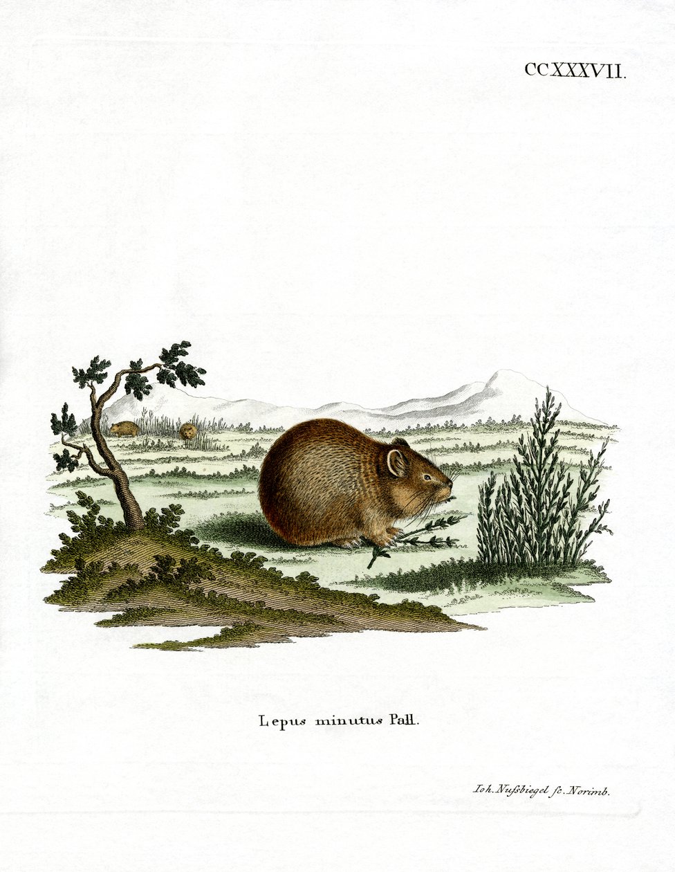 Steppe Pika by German School