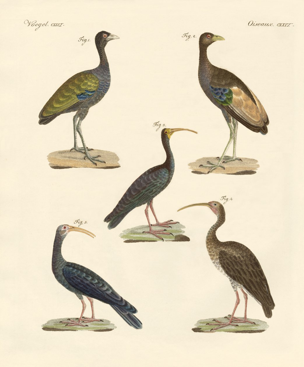 Strange Brazilian Birds by German School