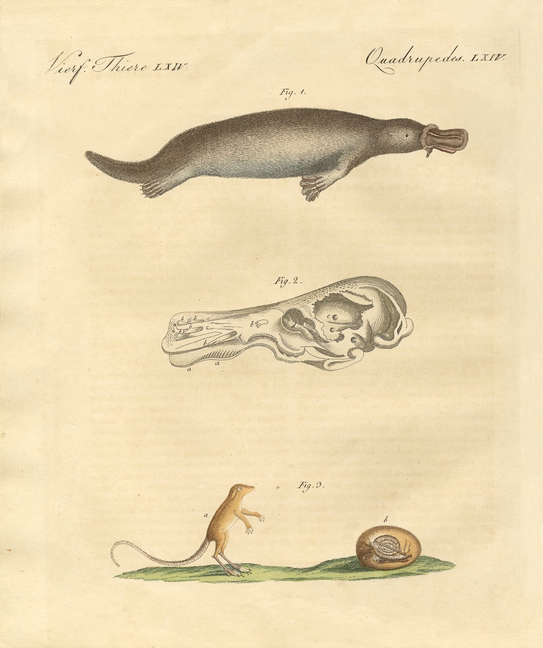 Strange Animals by German School