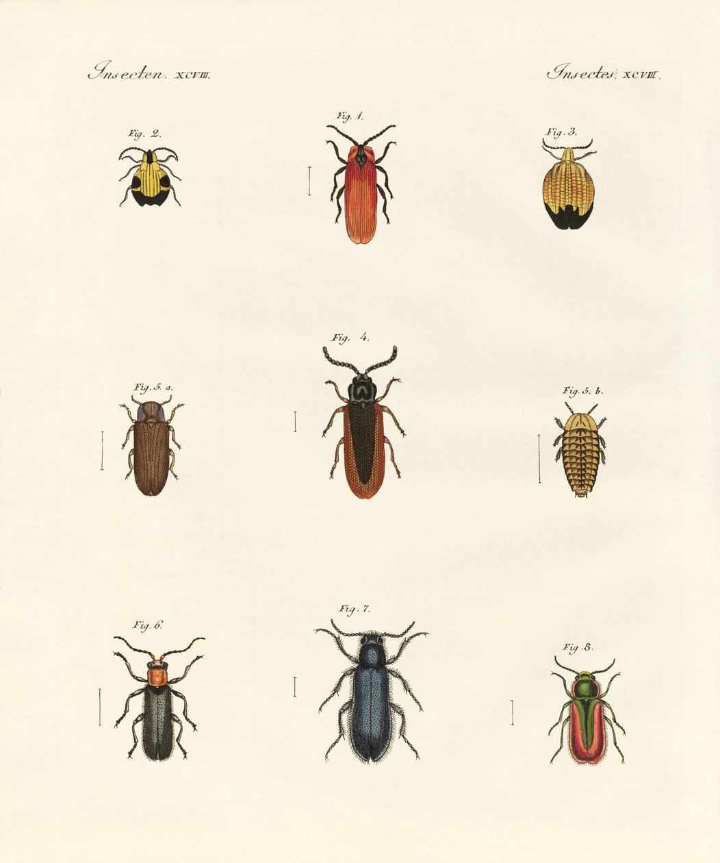 Strange Beetles by German School