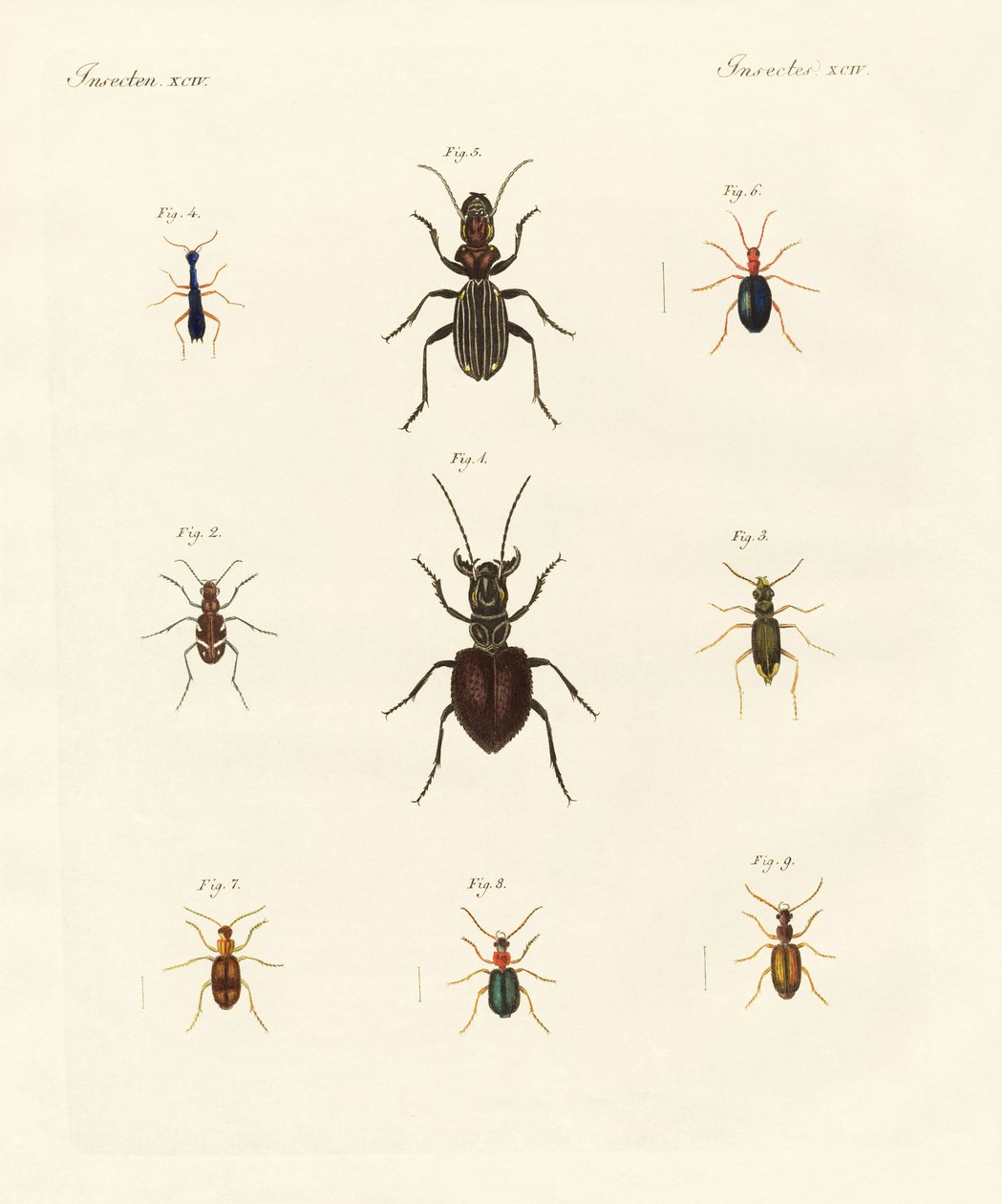 Strange beetles by German School