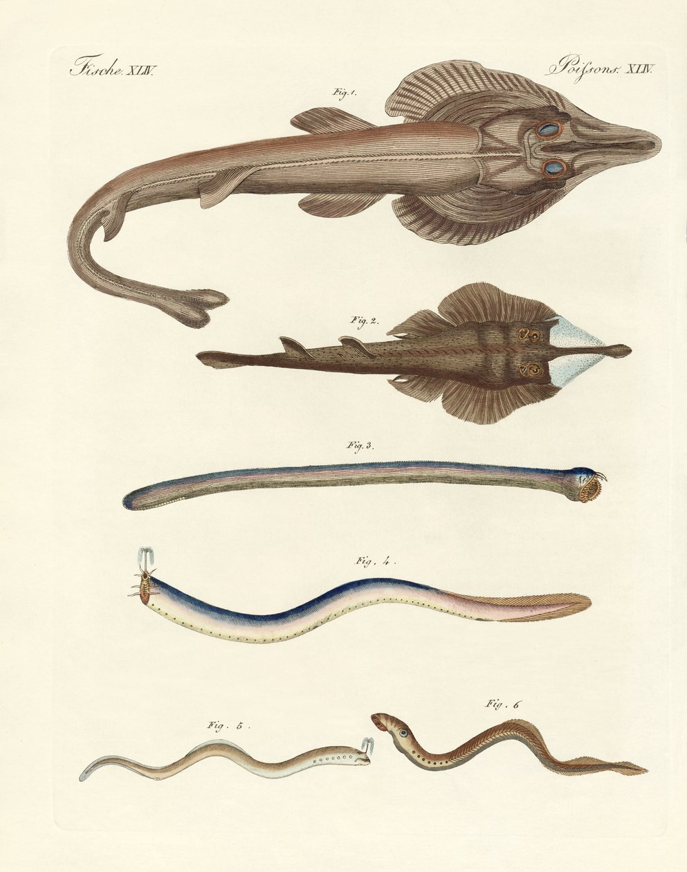 Strange cartilaginous fish by German School