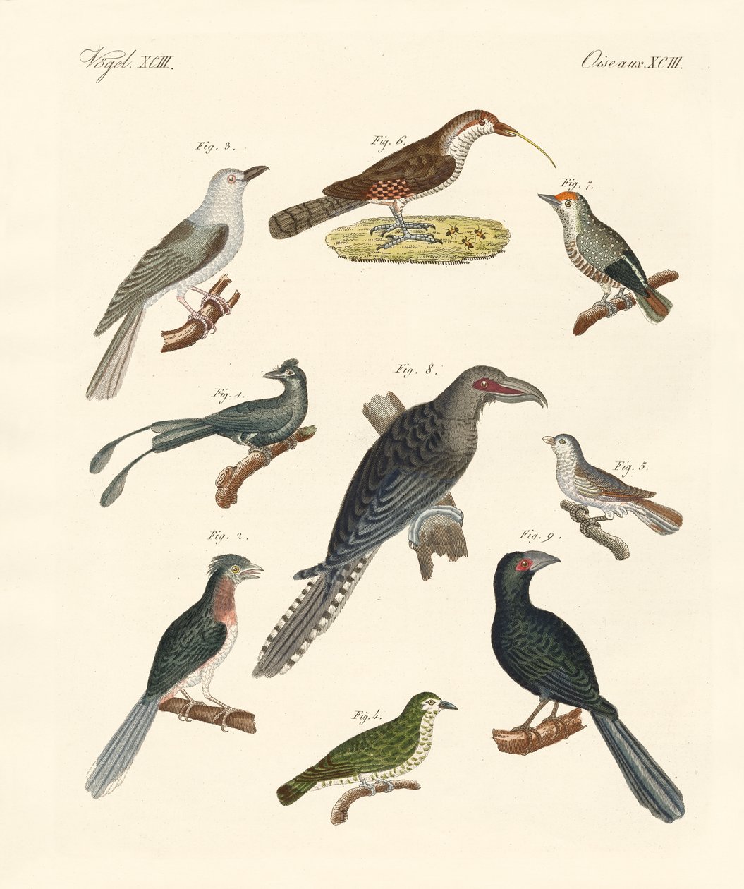 Strange climbing birds by German School