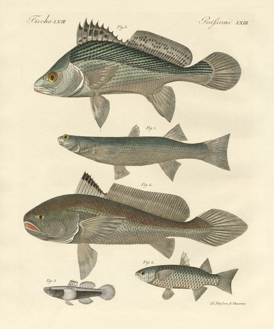 Strange Fish from the Ganges by German School