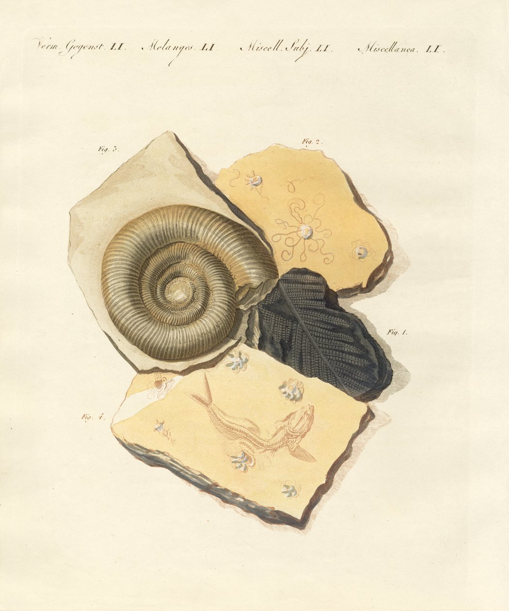 Strange Fossilizations by German School