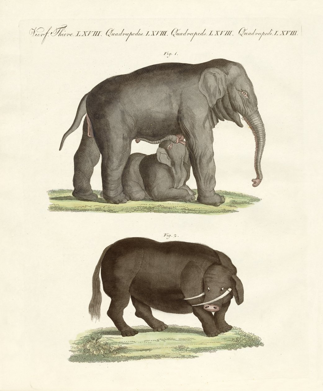 Strange four-footed animals by German School