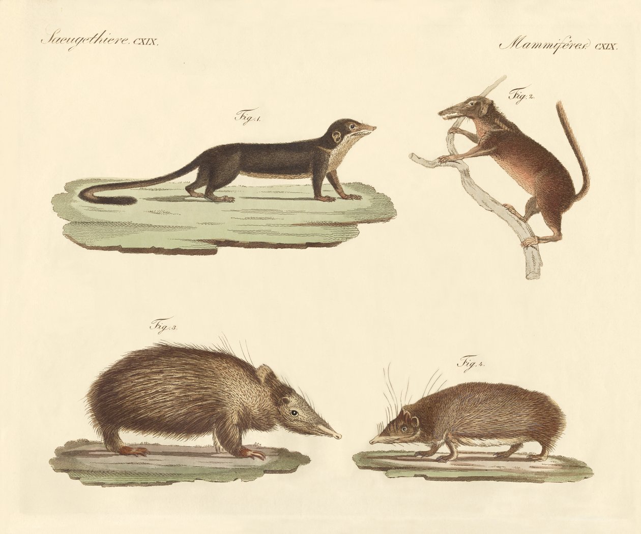 Strange mammals by German School