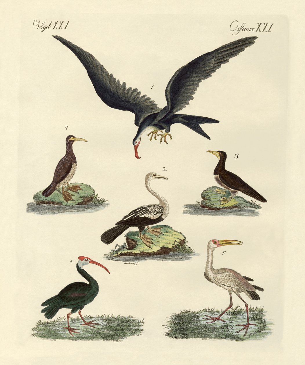 Strange Marsh-Birds and Waterbirds by German School